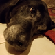On the S7 you can see every fine white hair on this aging canine’s face. You can also see the pebbling of the nose. Those little details are lost when shooting in JPEG only on the iPhone.